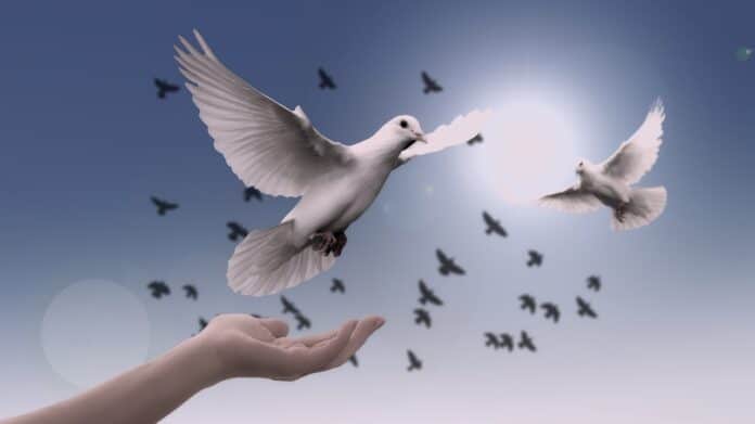 Doves, faith Image by Gerd Altmann from Pixabay