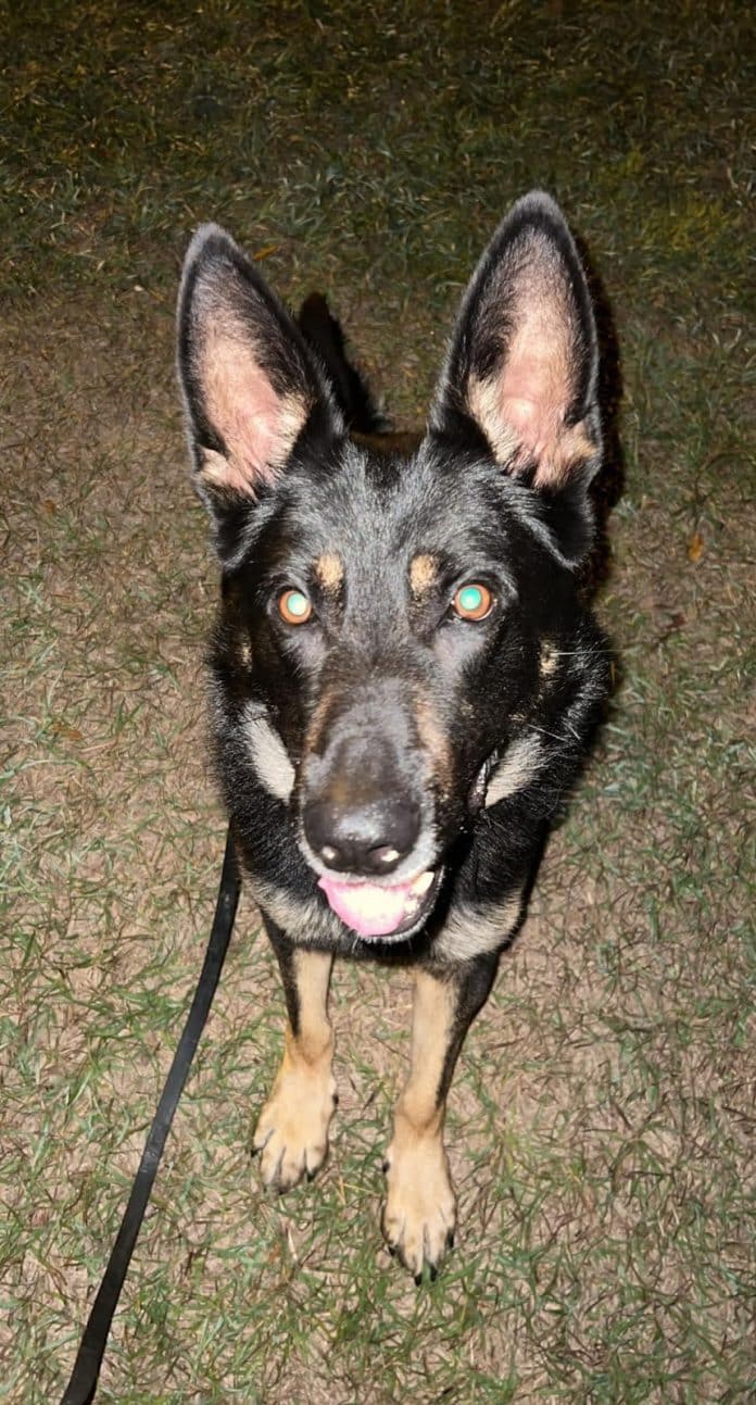 K9 Chase Photo courtesy of the Hernando County Sheriff’s Office