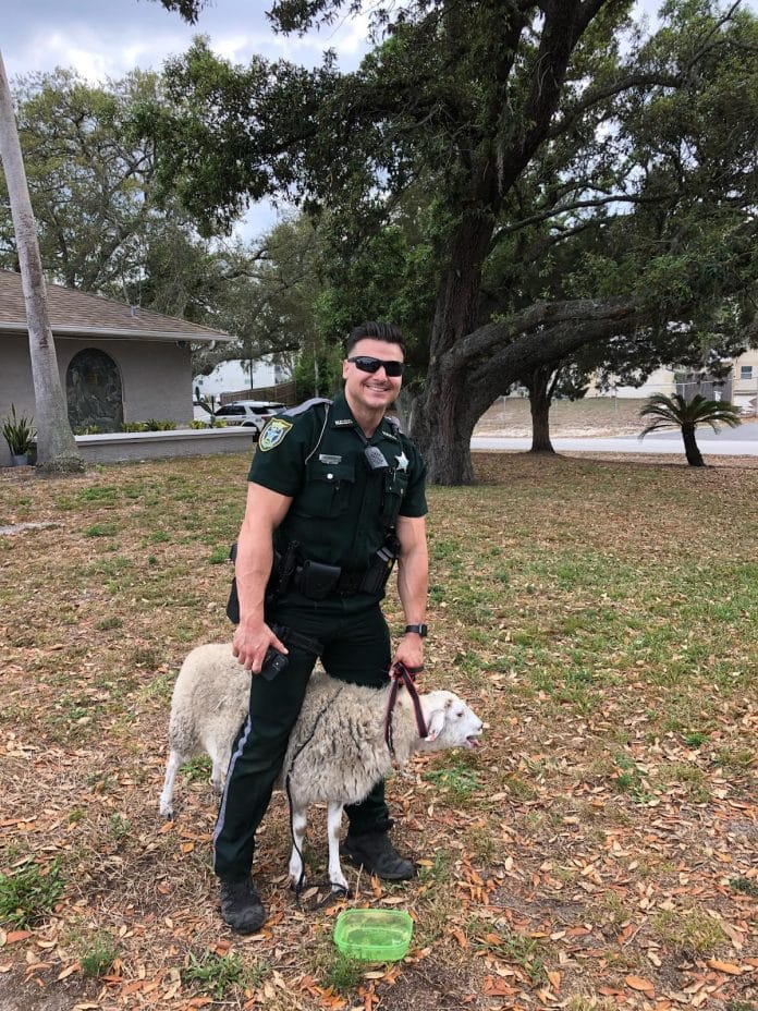 HCSO captures sheep on Spring Hill Drive. Photo courtesy of the Hernando County Sheriff’s Office