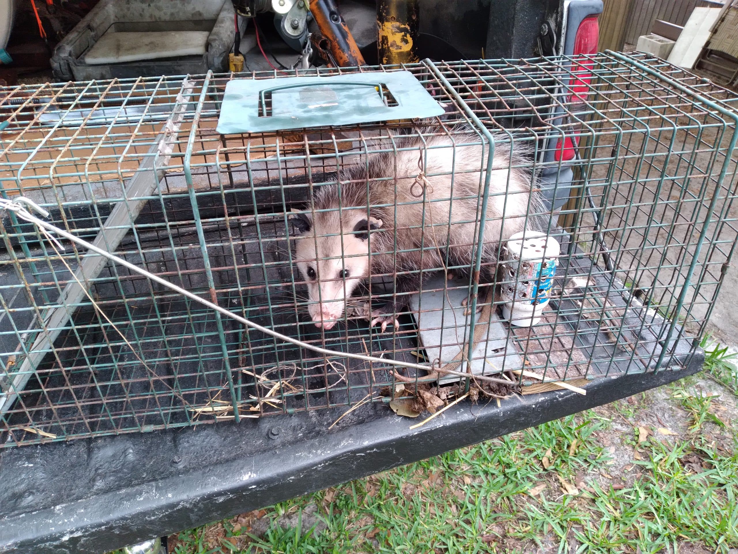 Tip & Slip Mouse Trap Catches Mice & Rats In The Barn. Opossum