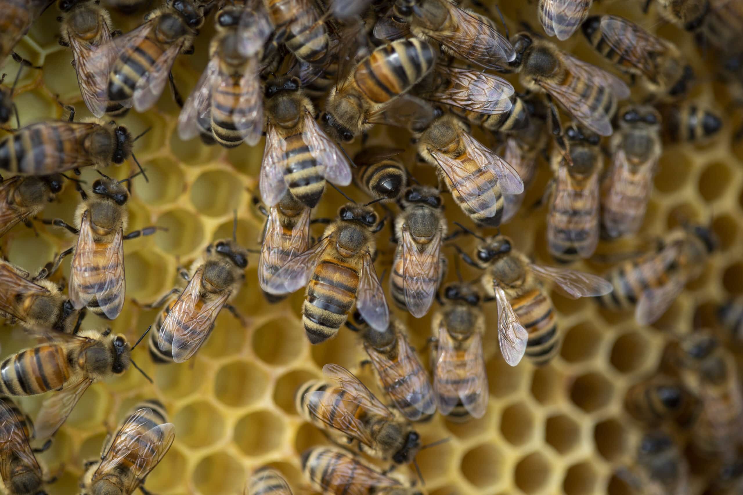 Beekeepers try to keep bees – and livelihoods – from going extinct