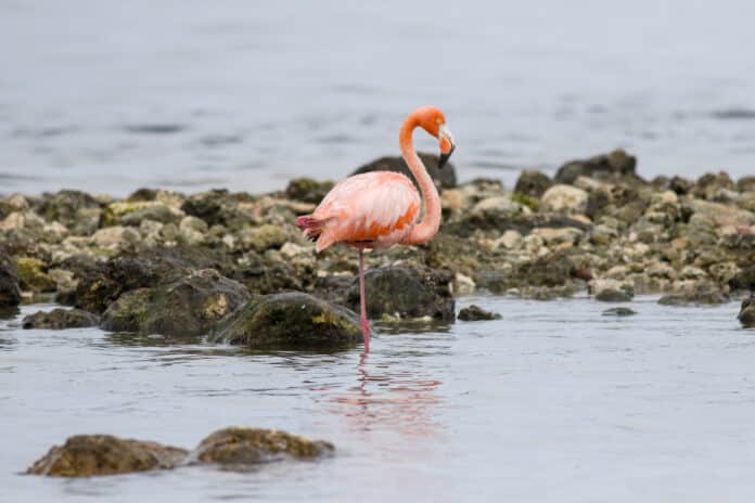 During this year’s Aripeka - Bayport Christmas Bird count, an American Flamingo was recorded in Hernando County for the first time. [Credit: Alice Mary Herden]
