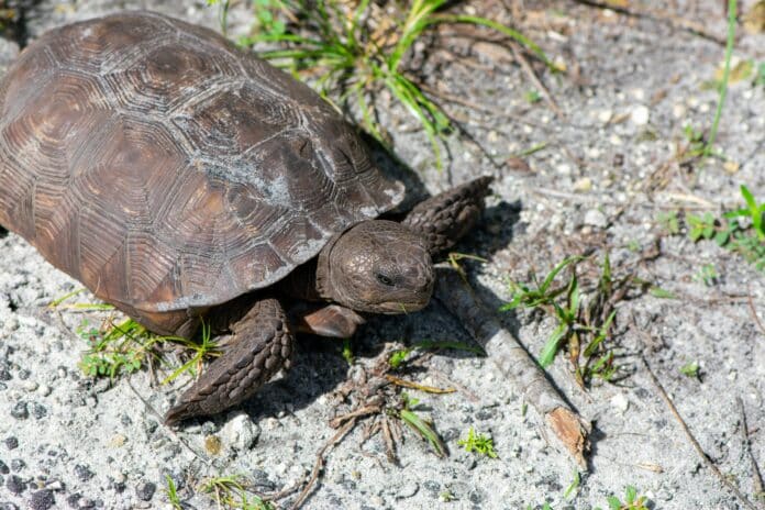 Gopher tortoise. Photo by Michael Barber on Unsplash.