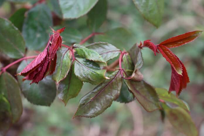 Close-up of Rose bush leaves damaged by frost in the garden. [Credit: saratm]