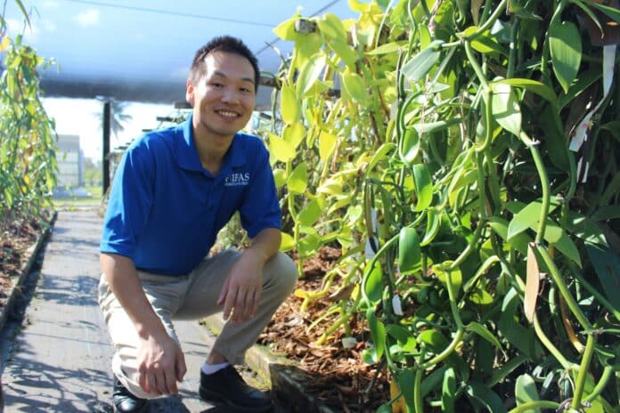 Xingbo Wu is a plant breeder and geneticist at the UF/IFAS Tropical Research and Education Center. The shade house contains thousands of yards of vanilla vines at the Homestead campus. [Credit: UF/IFAS Photography]