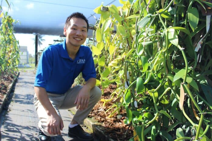 Xingbo Wu is a plant breeder and geneticist at the UF/IFAS Tropical Research and Education Center. The shade house contains thousands of yards of vanilla vines at the Homestead campus. [Credit: UF/IFAS Photography]