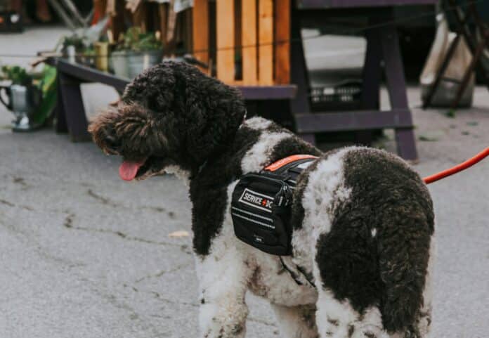 Service dog. Public domain photo from Usplash.