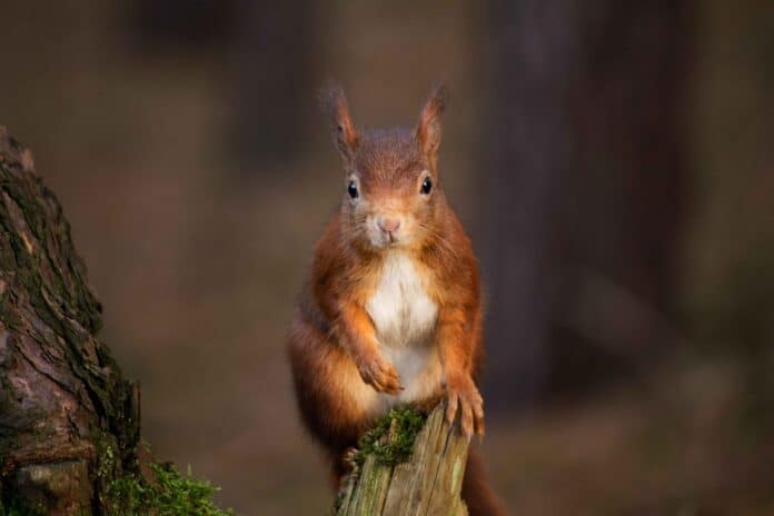 Red Squirrel. [Photo by Rebecca Prest on Unsplash]