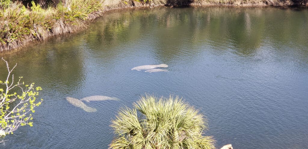 Manatees at Linda Pedersen Park, Feb. 2020. [Courtesy: Brittany Hall-Scharf]