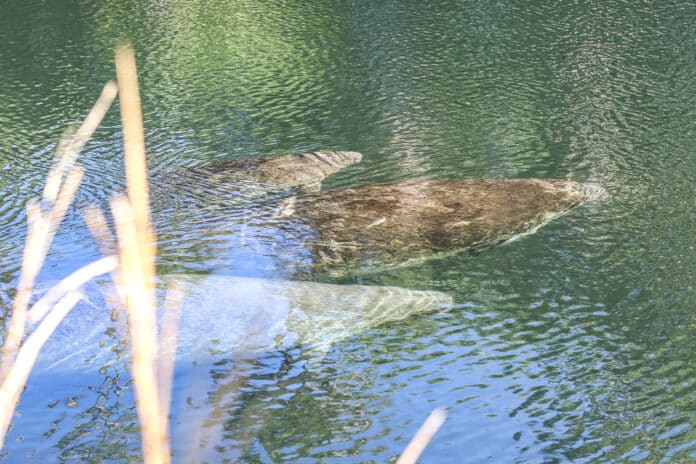 Manatees heading to the swimming hole at Linda Pedersen Park, Feb. 2020. Credit: Alice Mary Herden