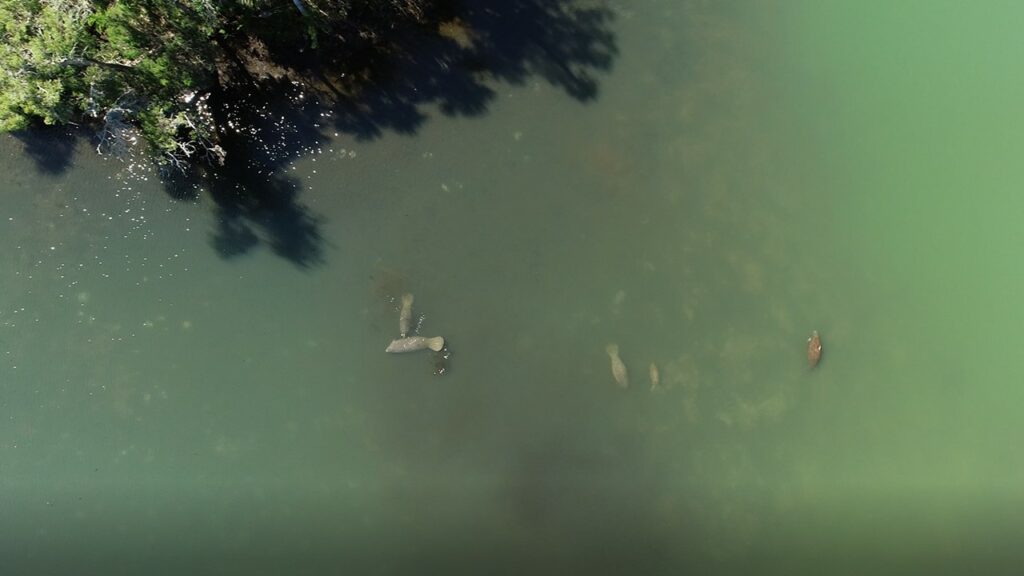 Drone photo of manatees located in the Mud River, Feb. 2020. [Courtesy: Brittany Hall-Scharf]