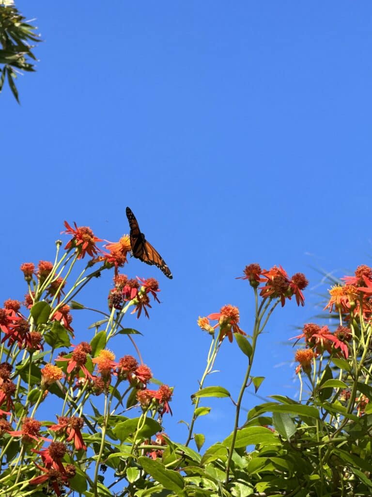 Monarch butterfly in the butterfly garden at the Sunken Gardens.[Credit: Summer Hampton]