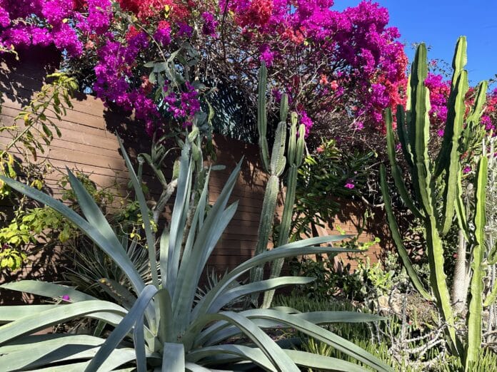 Blue agave in the cactus garden at the Sunken Gardens. [Credit: Summer Hampton]