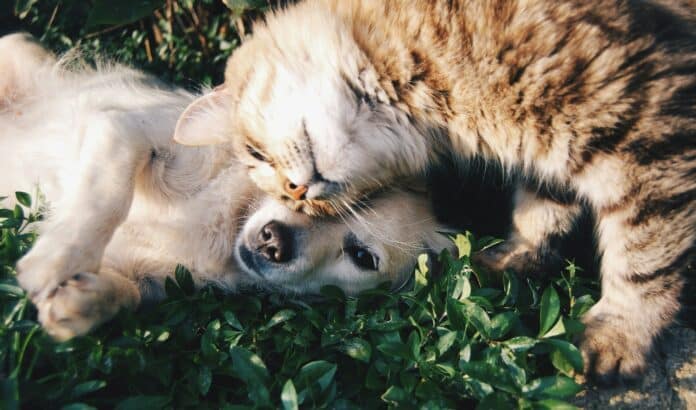 Dog and cat cuddling.