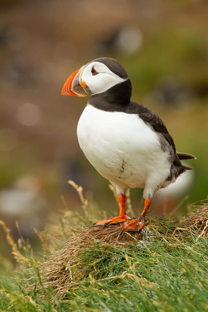 Orkney and Shetland Puffins. Photo by Pixabay.
