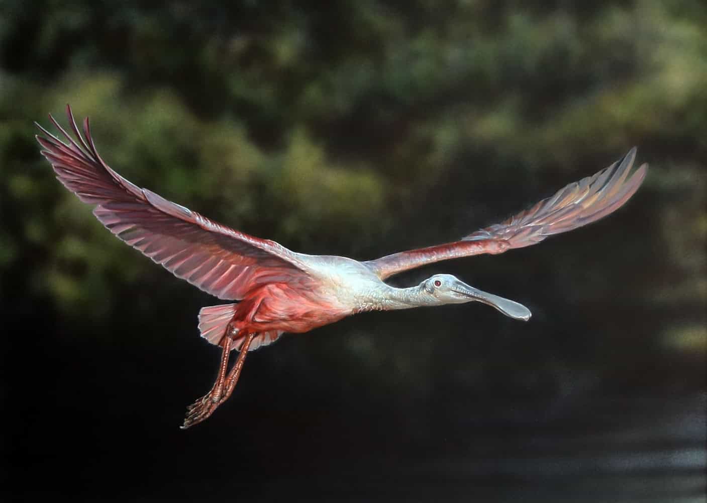 "Roseate Spoonbill" [Photo courtesy of Danny O'Driscoll]