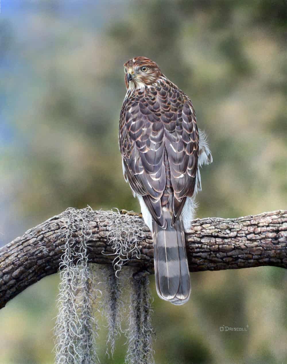 "Watchful Eye" Coopers Hawk [Photo courtesy of Danny O'Driscoll]