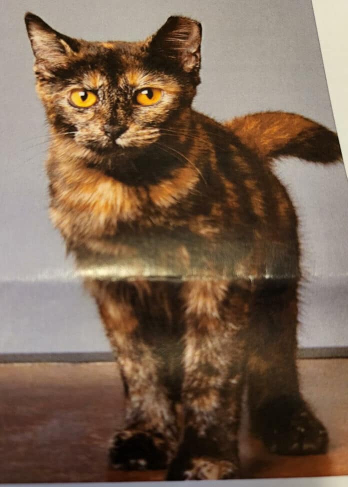 HCAS Brochure shows a photo of a feral cat with its left ear clipped, indicating that it has had the TNVR procedure.