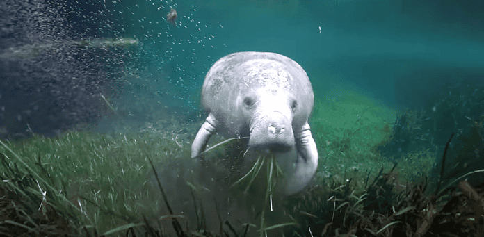 Manatee munches on eelgrass in Crystal River. [Credit: Sea and Shoreline]