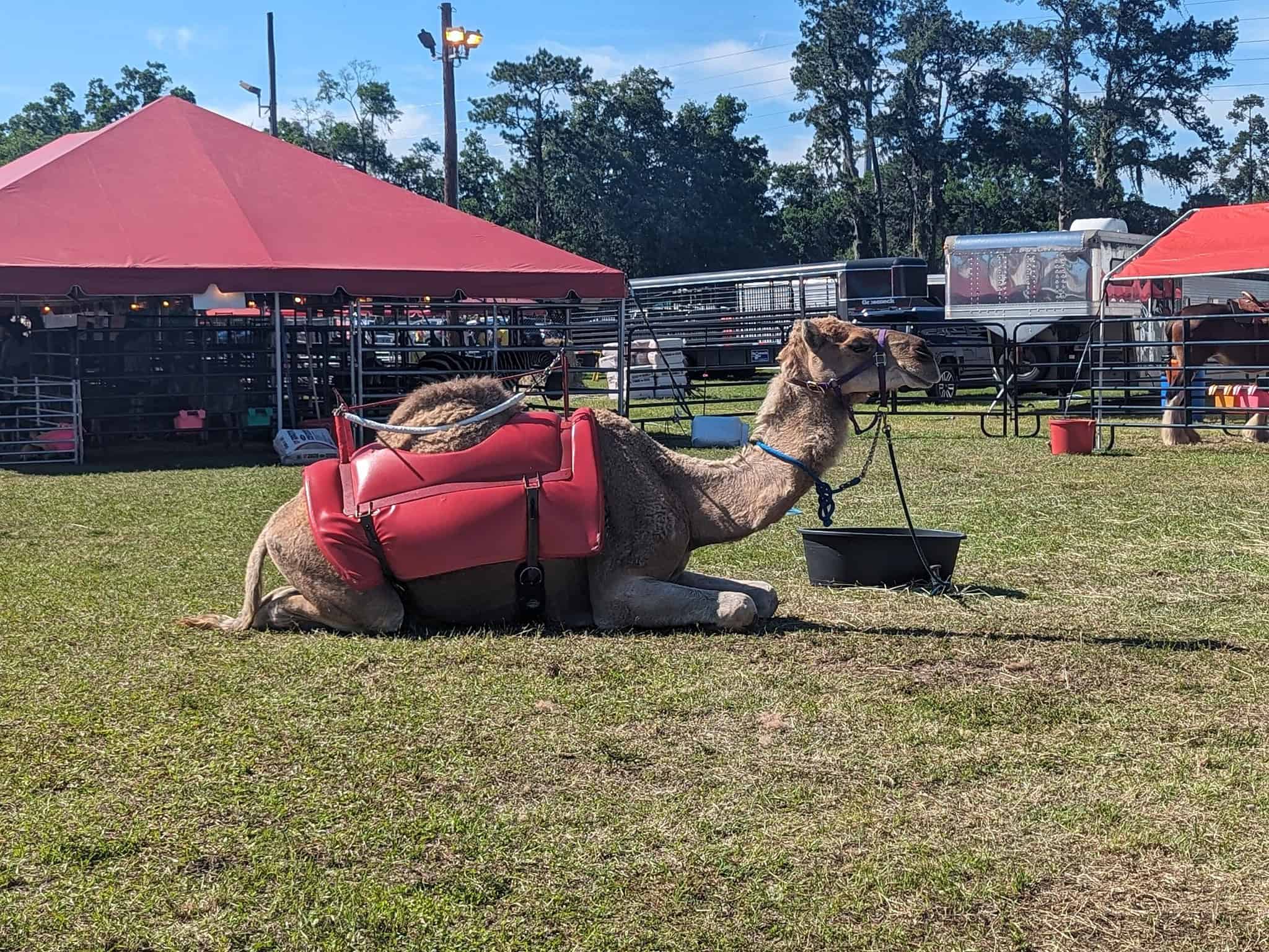 Find Some Fun at the Hernando County Fair Hernando Sun