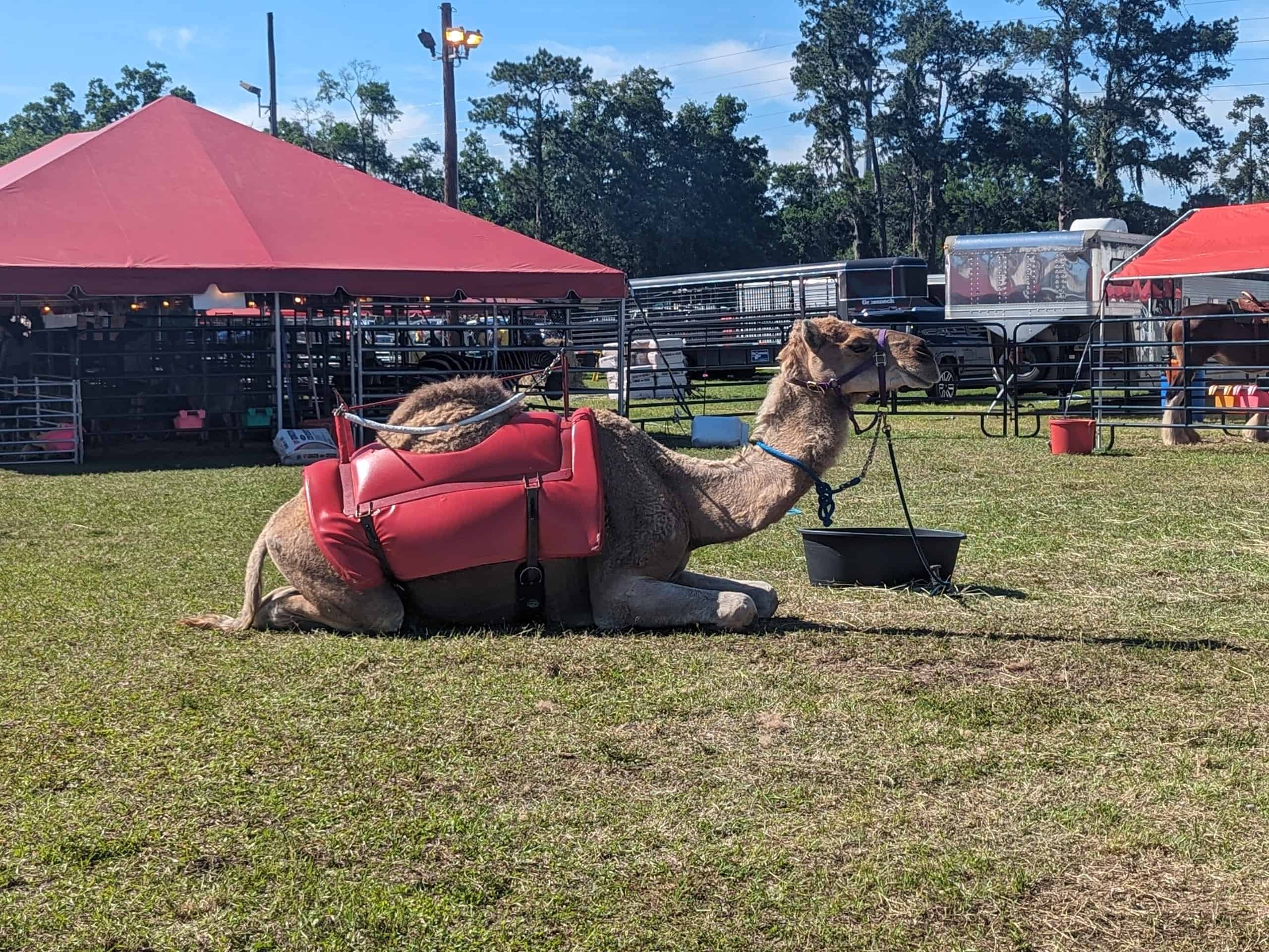 Clyde the Camel at the Hernando County Fair