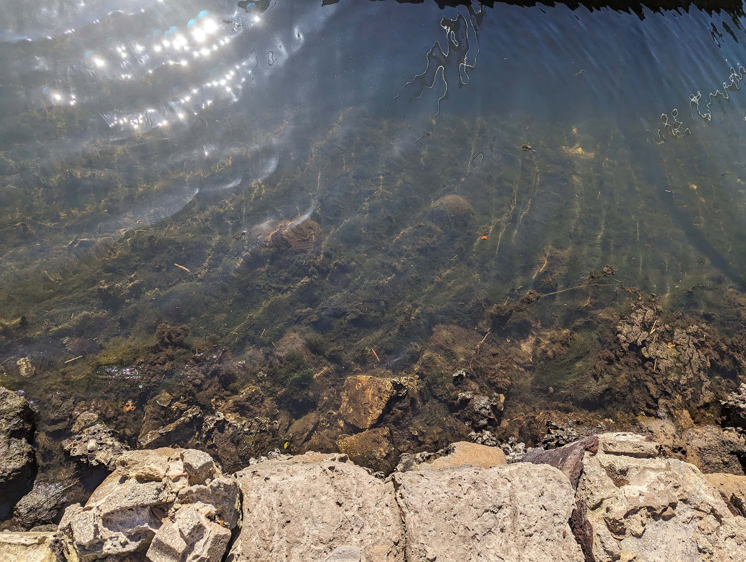 Algae in the Mud River off of the dock at Mary's Fish Camp. [Credit: Rocco Maglio]