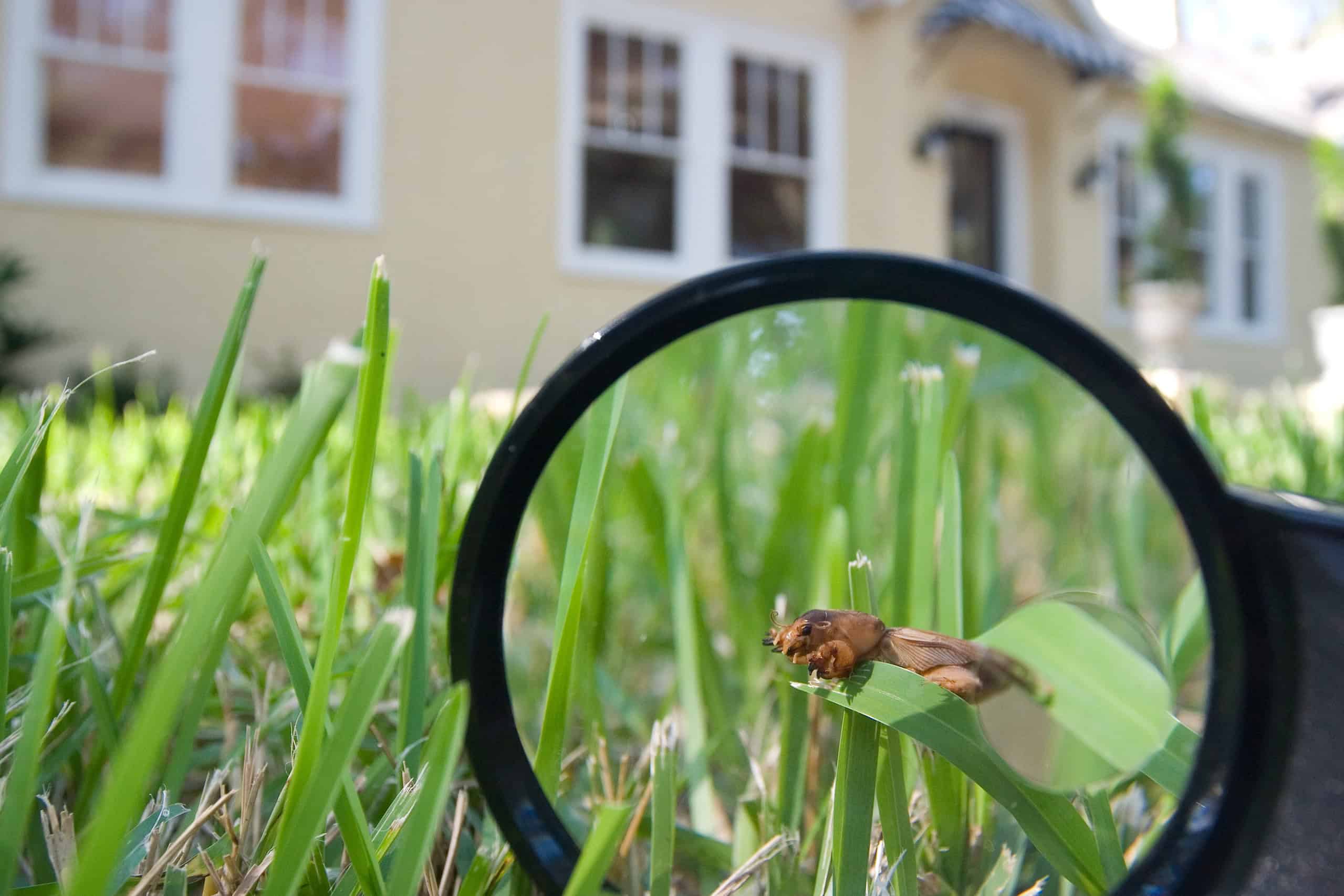 A mole cricket on a neighborhood lawn. May 2008 IFAS Extension Calendar Photo. Gryllotalpidae, pests, grass, lawn care. UF/IFAS Photo: Tyler Jones.