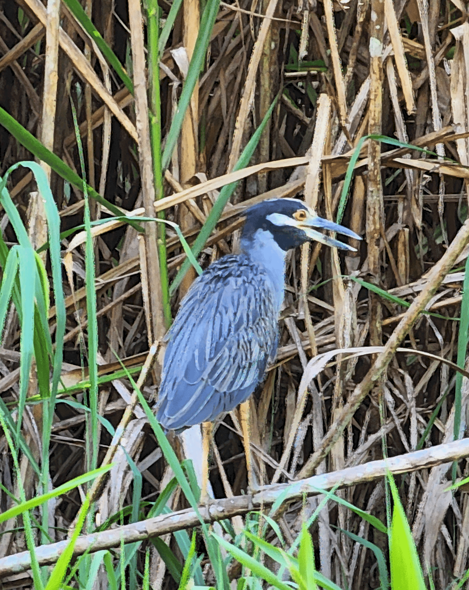 Lots of wildlife spotted during an Eco-Jungle Cruise — a blue heron, an iguana sporting his Christmas hat and a handsome sloth perched high in the treetops.