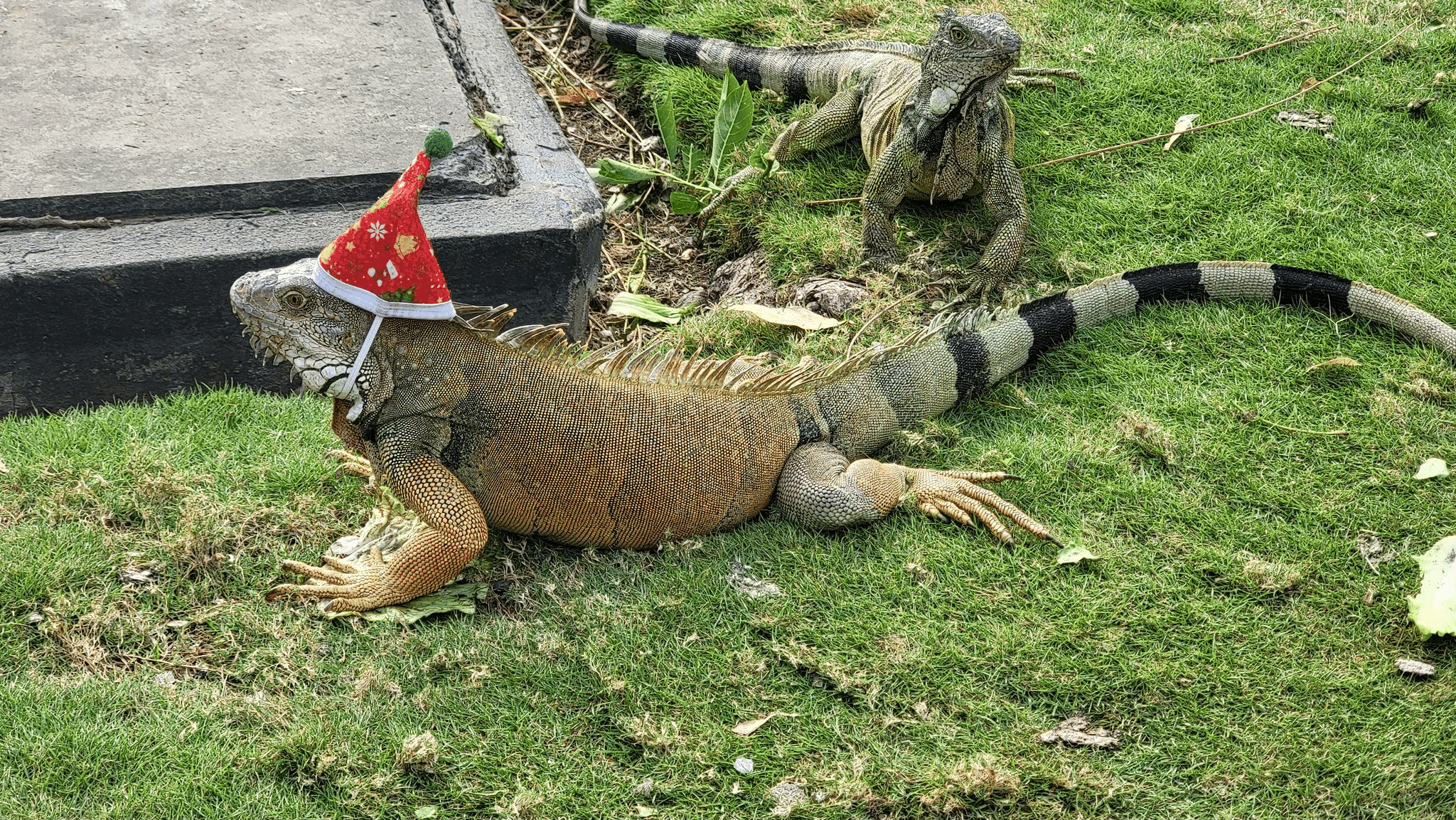 Lots of wildlife spotted during an Eco-Jungle Cruise — a blue heron, an iguana sporting his Christmas hat and a handsome sloth perched high in the treetops.