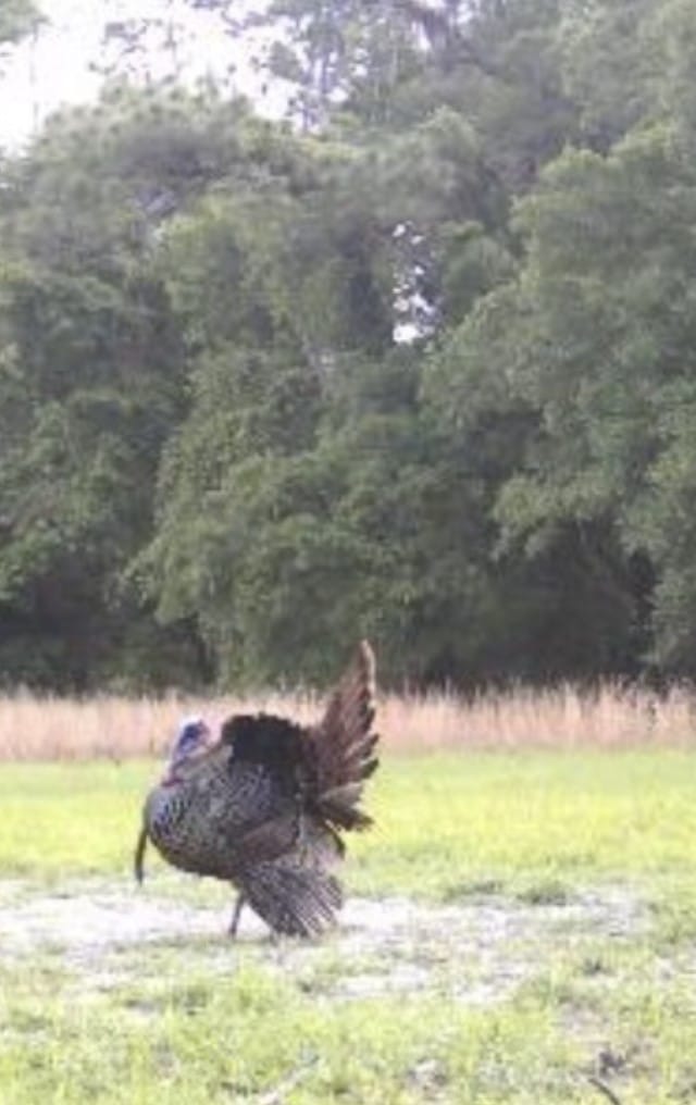 A healthy, mature gobbler appears on one of Toby’s cellular trail cameras in Istachatta, Fl.