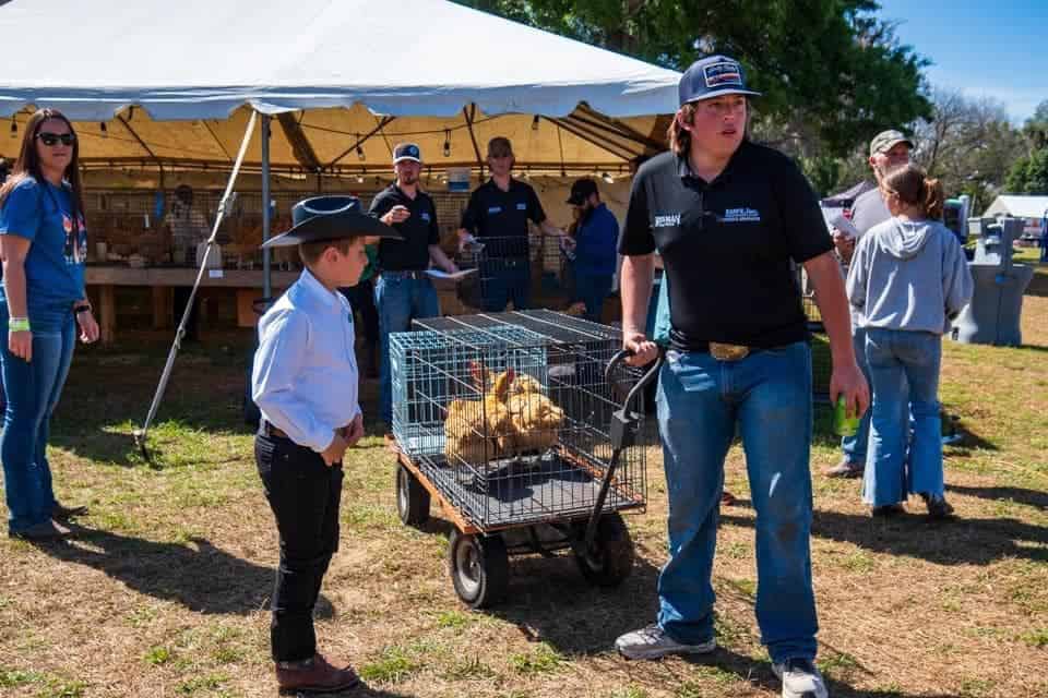 Getting ready for the pullet sale. [Courtesy photo, FAWE]