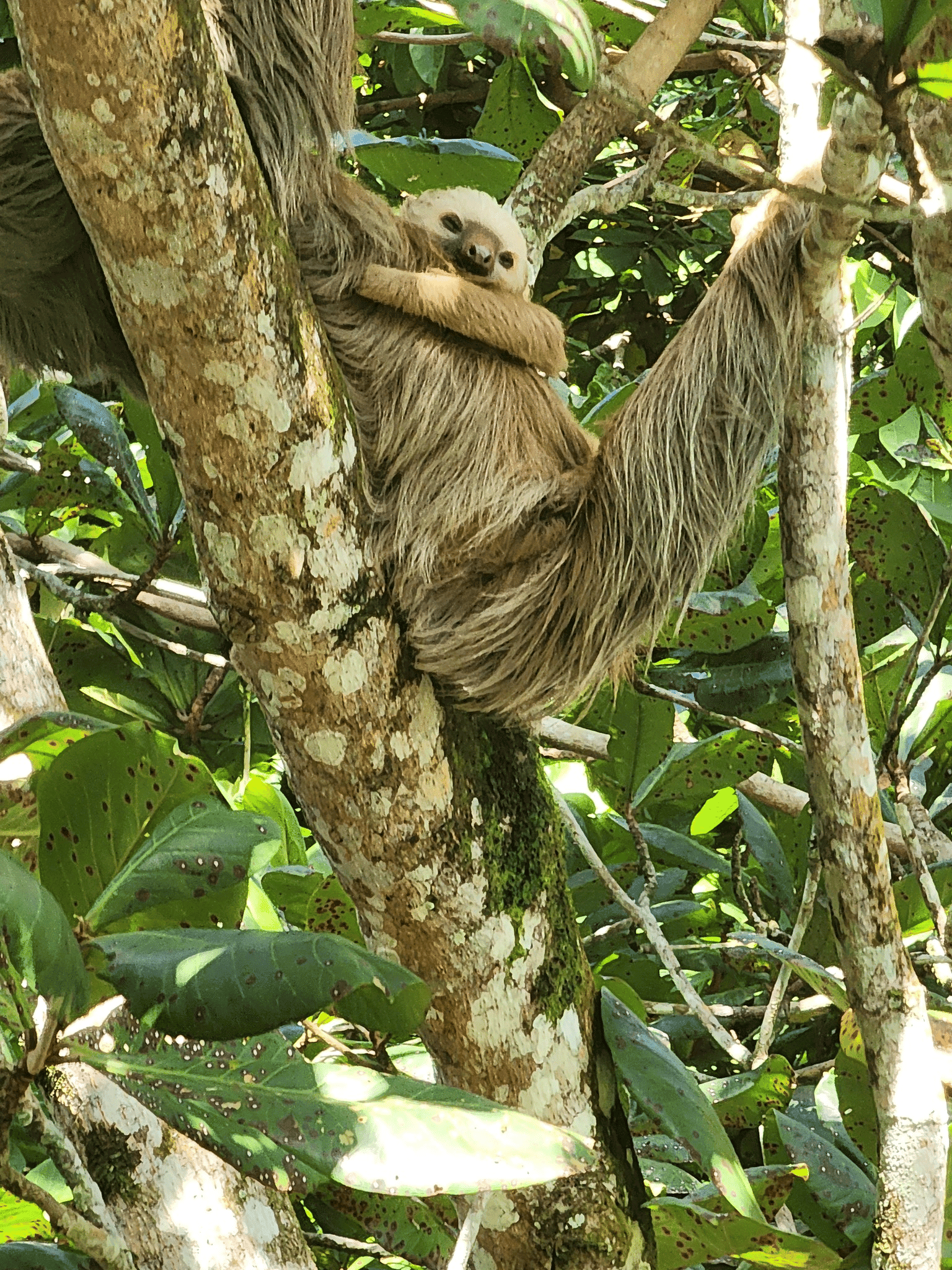 Lots of wildlife spotted during an Eco-Jungle Cruise — a blue heron, an iguana sporting his Christmas hat and a handsome sloth perched high in the treetops.