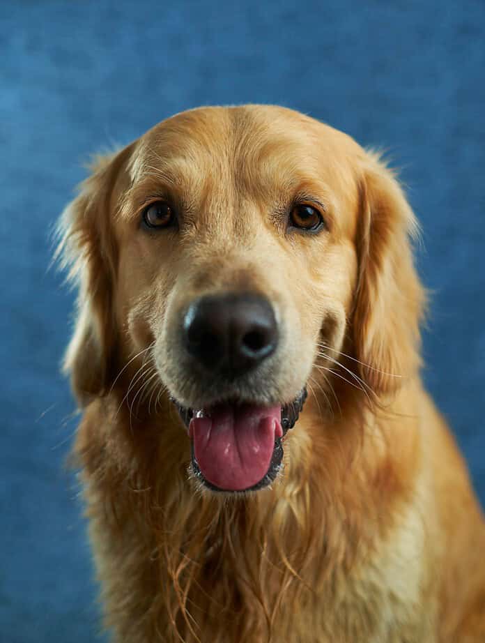 Portrait of a Golden Retriever