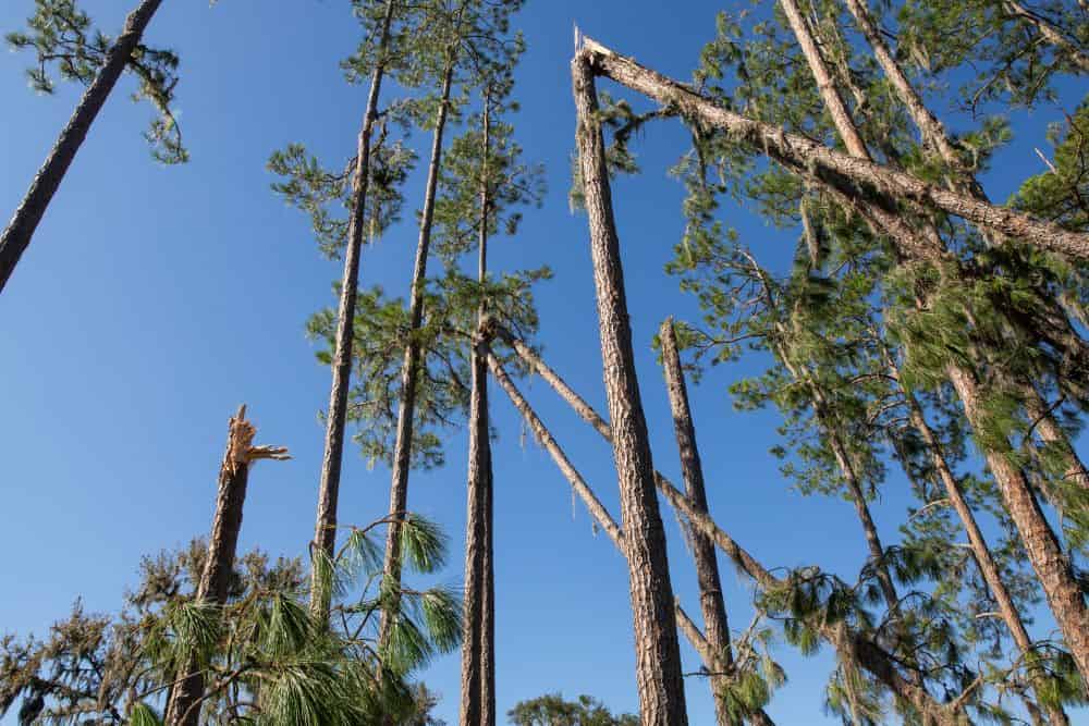 Felled trees after Hurricane Idalia. [Photo Credit: UF/IFAS]
