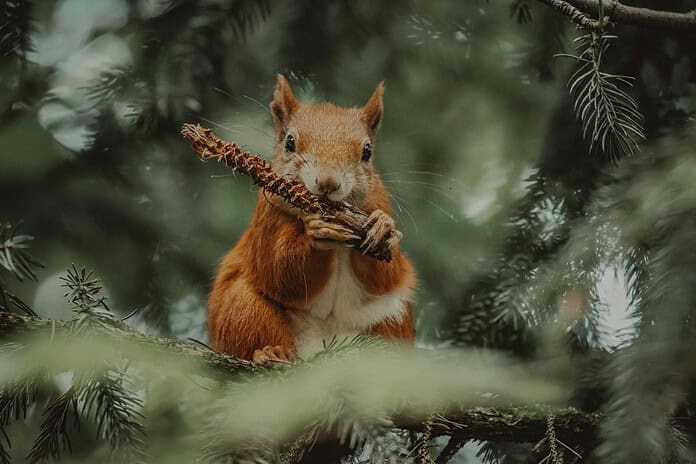 A Red Squirrel