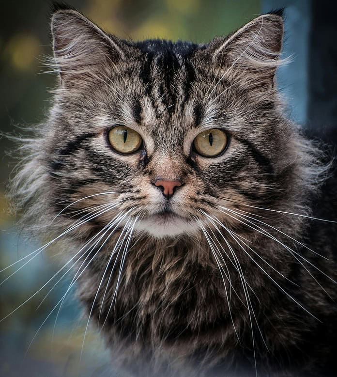 A cat looking into the camera