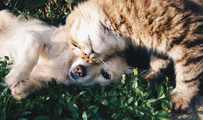 A dog and cat cuddling