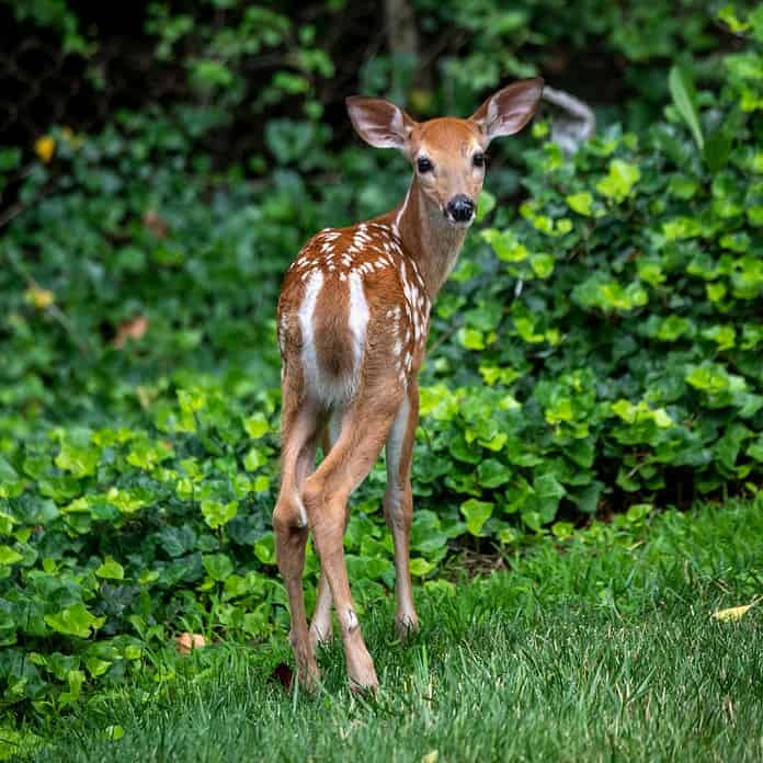 Fawn