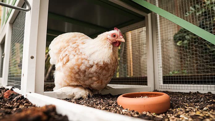 A Chicken