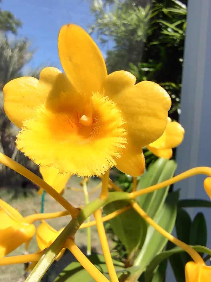 For the Love of Orchids: Nature Coast Orchid Society Annual Sale & Show