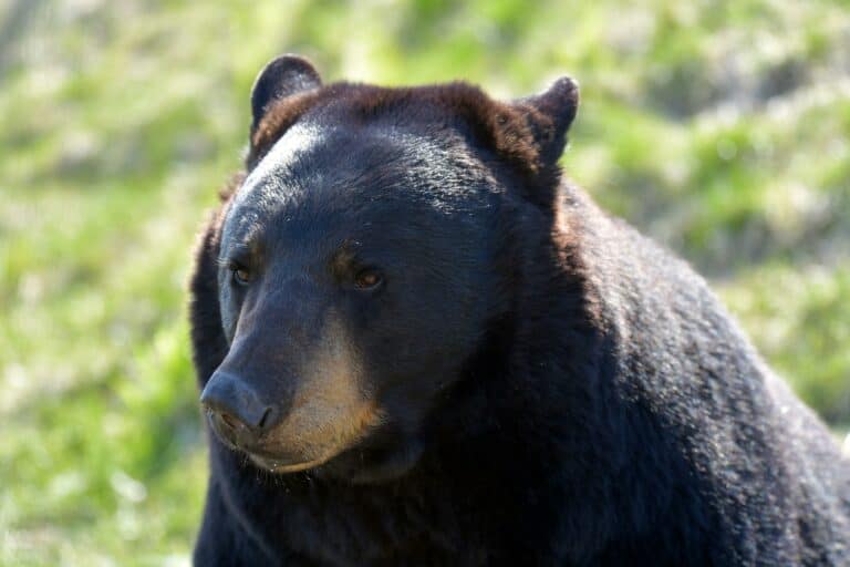 Bear Attack