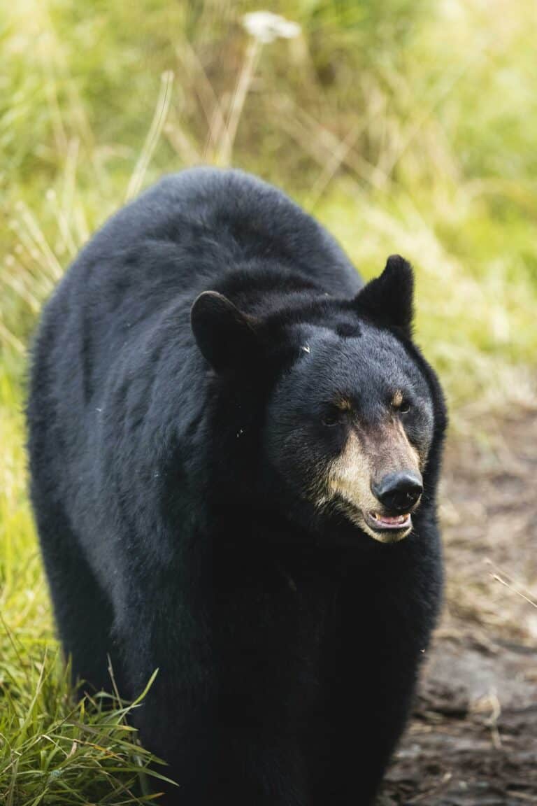 Bear Attack II
